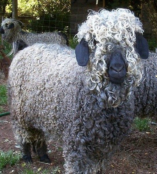 qui veut de la laine