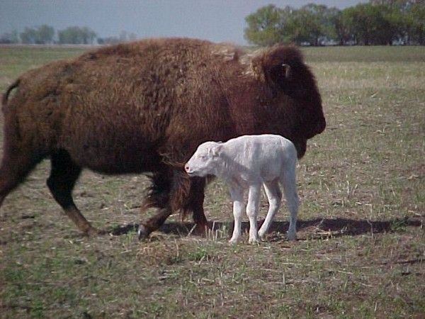 bébé...bison