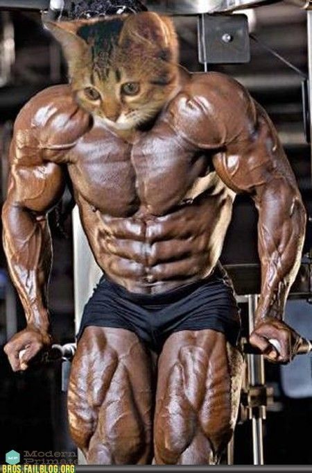 Un chat tout en muscle...
