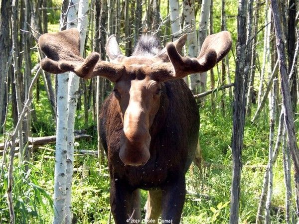 roi des forêt