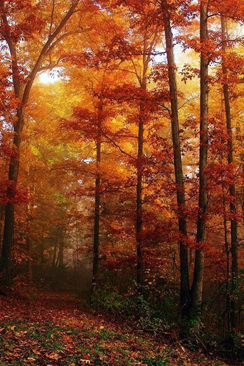 Jolie paysage automne