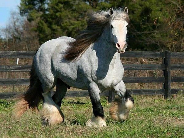 costeaud le cheval