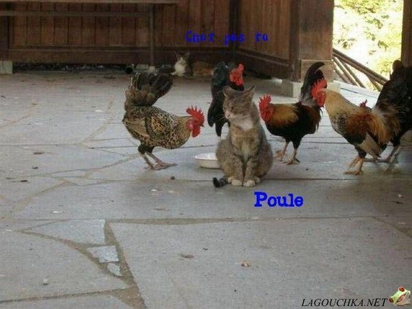 Chu pas ta poule...