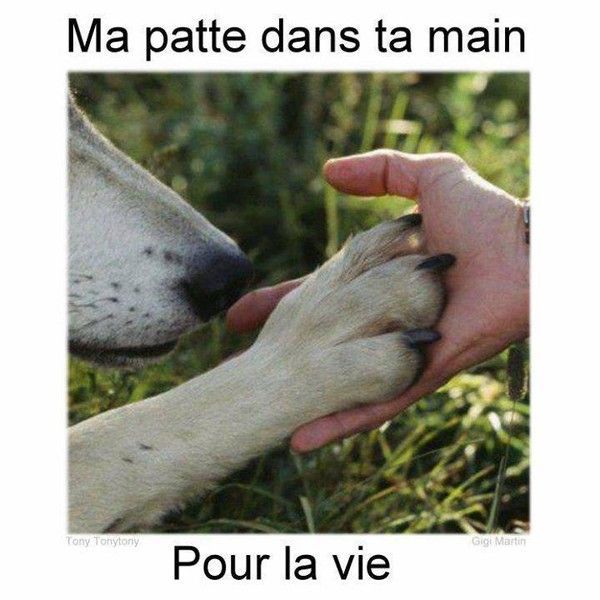 patte de l'amitié