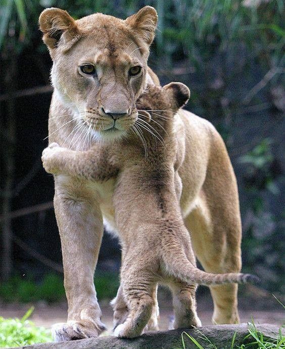 câlin a maman