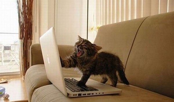 j'hai....chat....hi.hi..