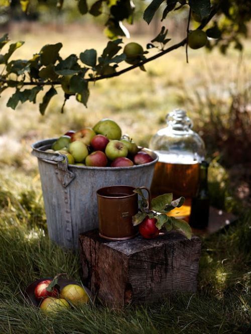 Du cidre de pomme 