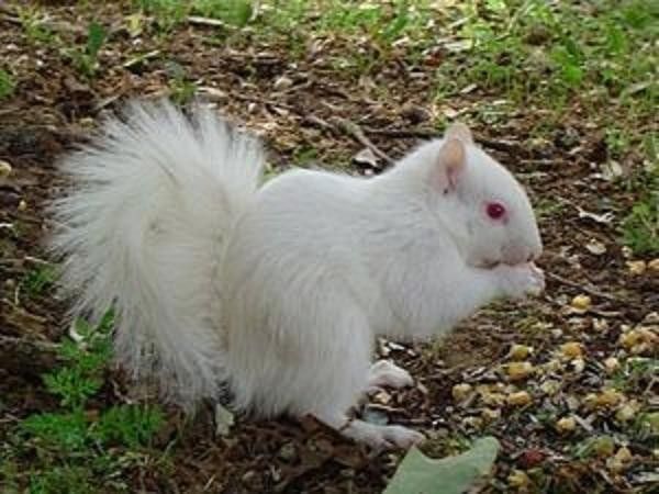 Un écureuil...albinos
