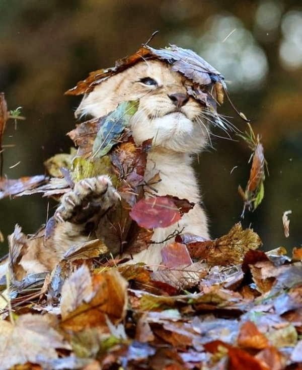 lion automne