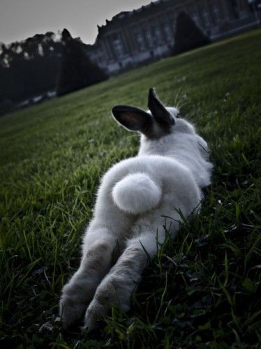 Belle bunny de playmate