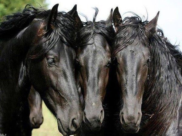Trois  cheval...