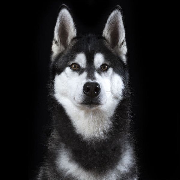 beau chien...
