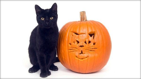 un chat et sa citrouille