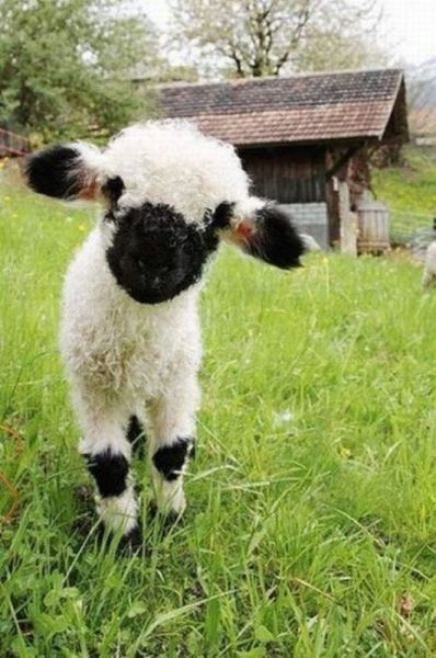 Un beau bébé mouton...