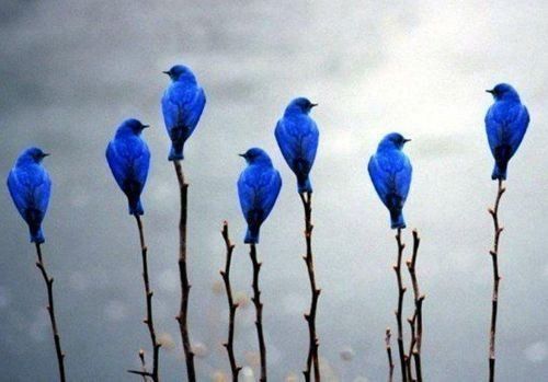 De beau oiseaux bleu