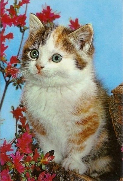 Joli chat d'automne