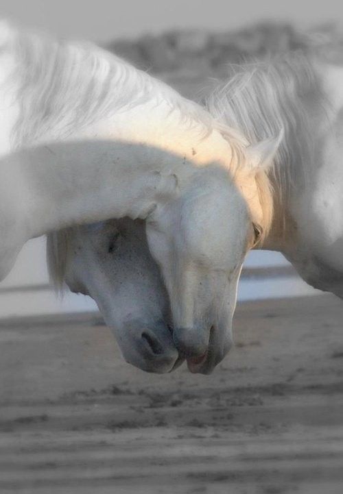 Moment tendresse...
