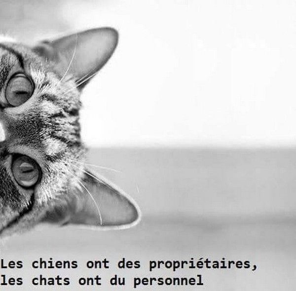 coucou