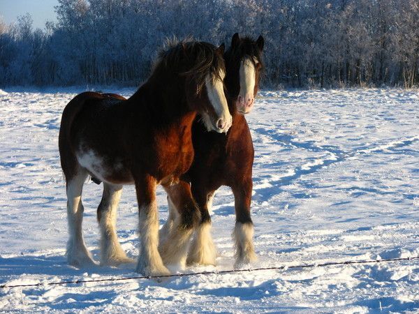 cheval...en hiver