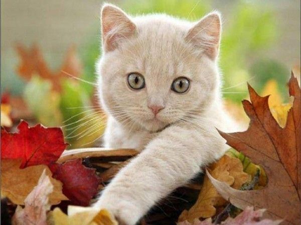 Chat automne...