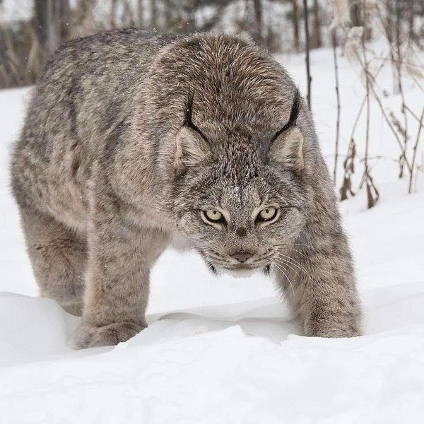 chat sent le 