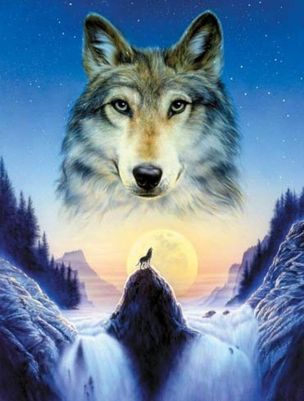 Beau loup