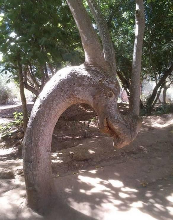 wow...un arbre