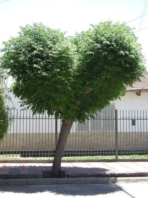 Arbre en coeur