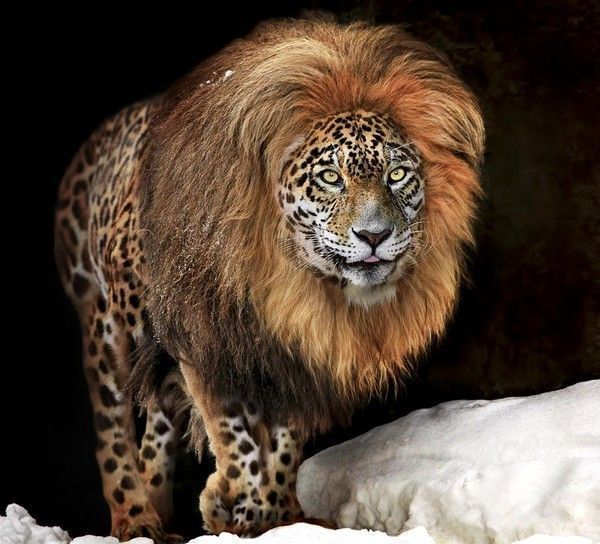 majestueux