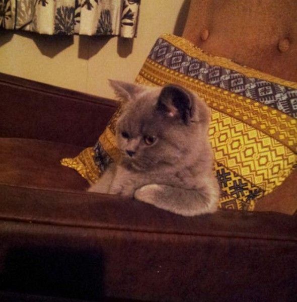 chat étai une hi.hi..