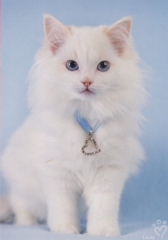 Jolie Princesse...