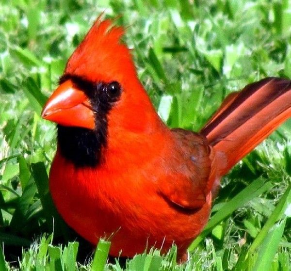 Ho...mon Cardinal....