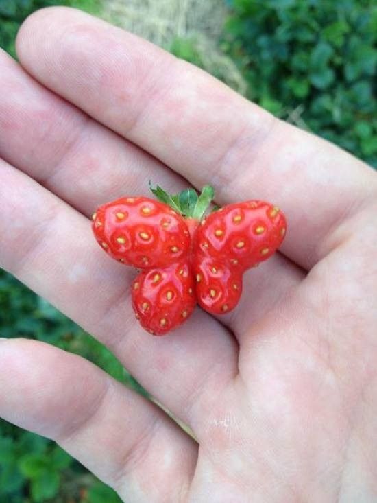 Une fraise sent la liberté..hi.hi..