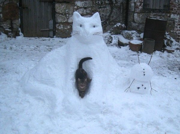 cat de neige....