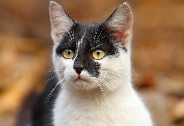 chat 