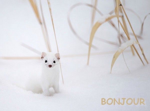 bonjour....