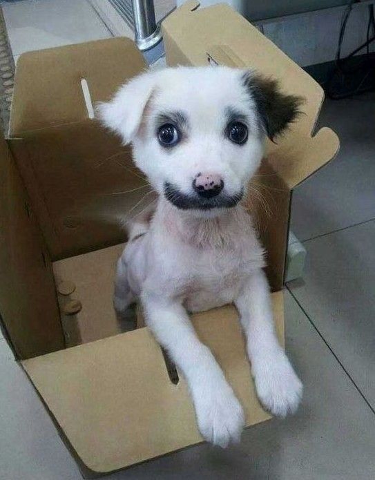 mousta chien