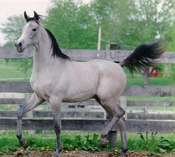 cheval gris..hi..hi...