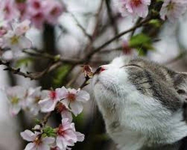 bienvenue printemps