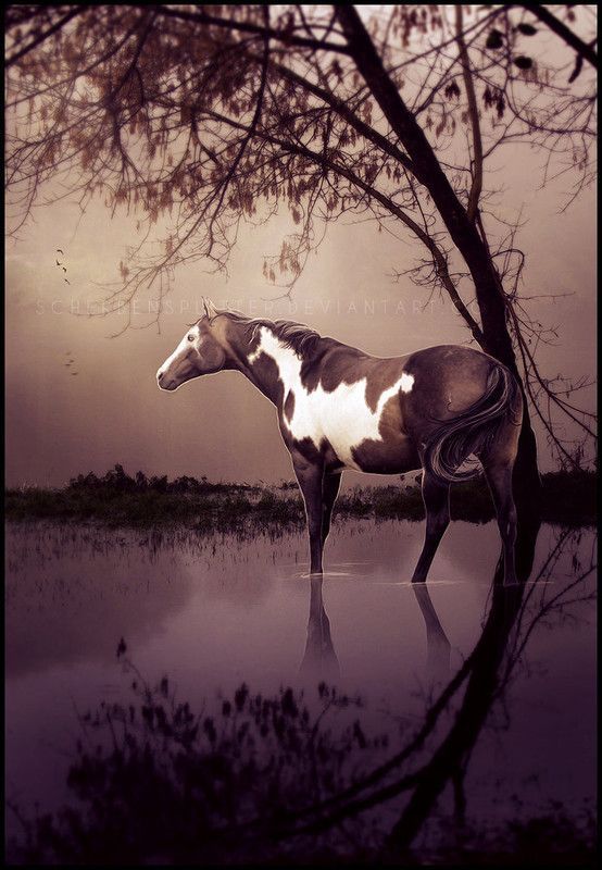 Tout les rêves sont possibles...