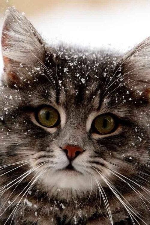 ti chat
