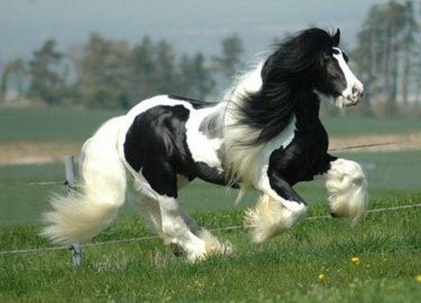 Clydesdale