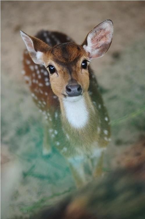 Beau Bambi