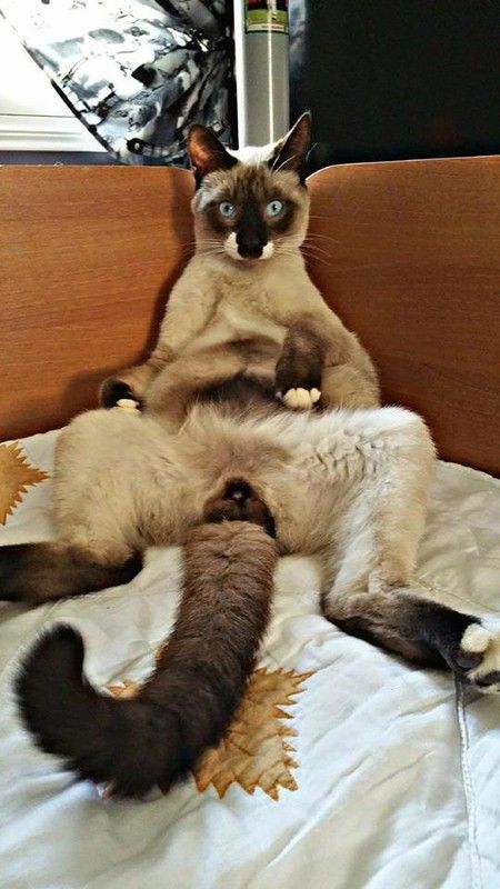 bon chat suffit...hi.hi..
