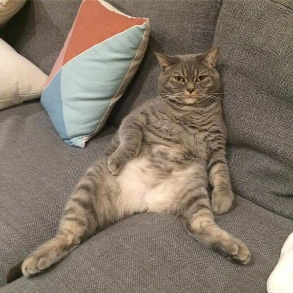 quand chat te 