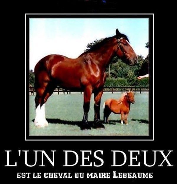 Quel cheval appartient au maire de Québec...