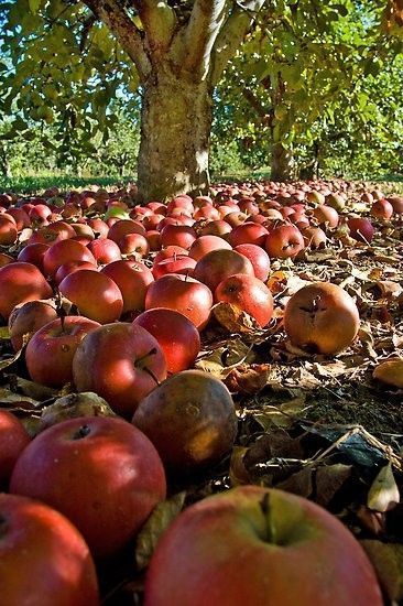 N'oublier pas ....le temps des pommes...