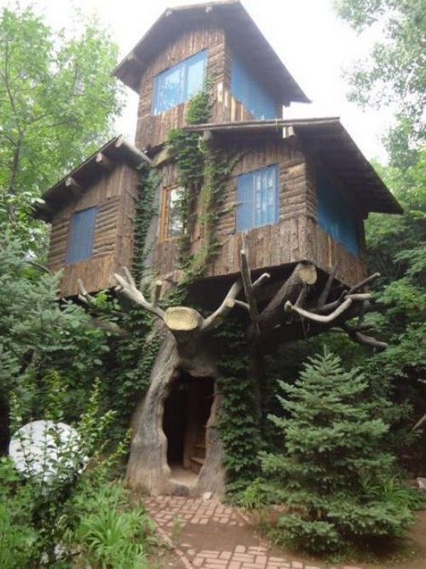 Maison...dans un arbre