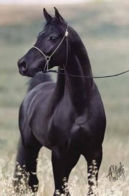 Un bel animal...