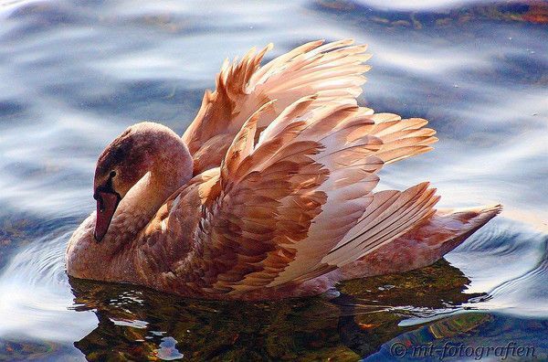 joli..cygne